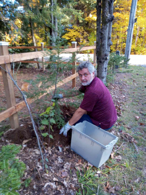 Новый забор и посадка деревьев (Роудон)